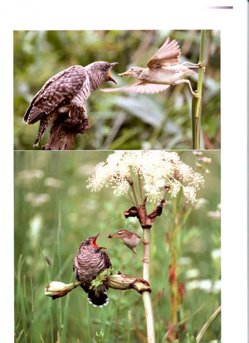 the Reed Warbler  Bernd Leisler (2011
